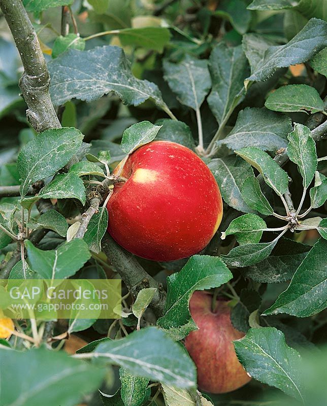 Apfel / Malus domestica Jonafree