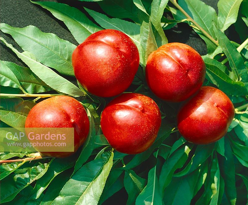 Prunus persica var. nucipersica Nectarine 10276 ®