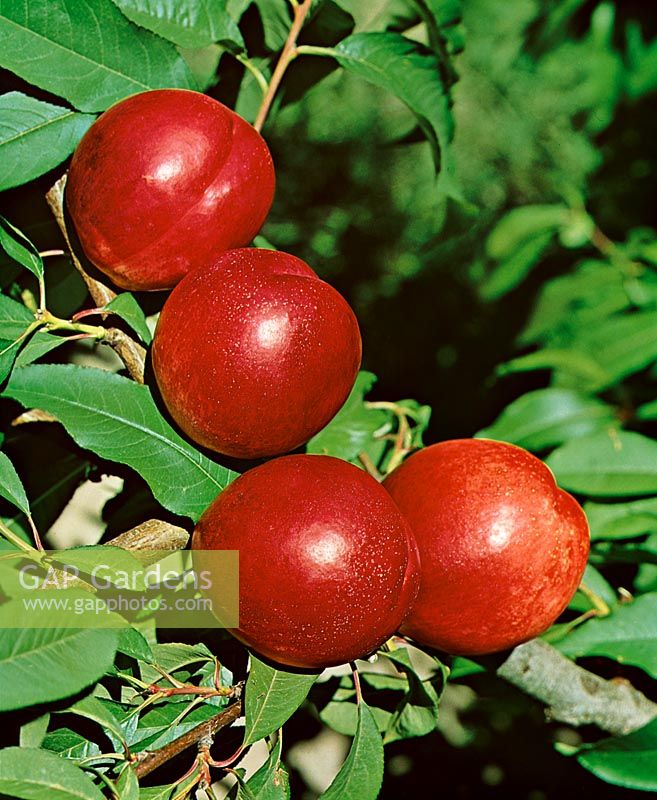 Nektarine / Prunus persica var. nucipersica Flavour Giant