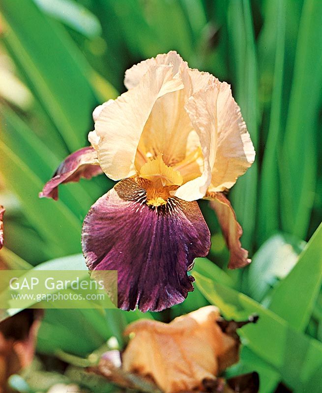 Iris x germanica Cimarron Strip