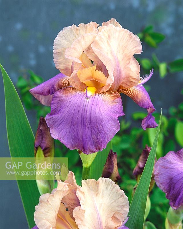 Iris x germanica Atlantica