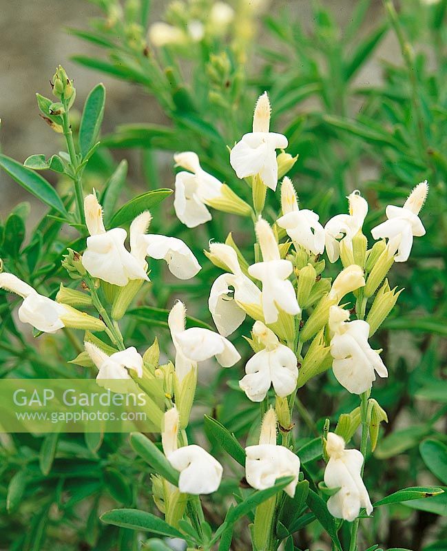 Salvia greggii Alba