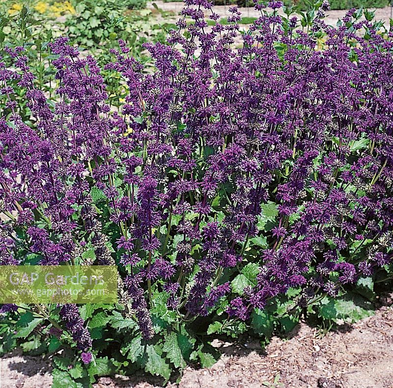 Salvia Purple Rain