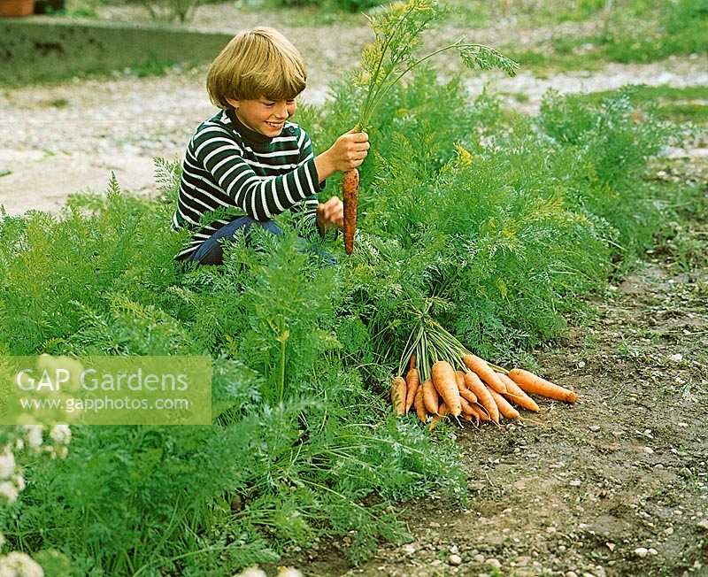 girl gathers carrots