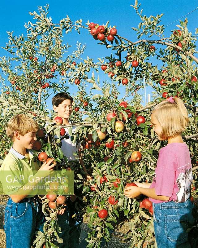 Kinder beim Apfelbaum
