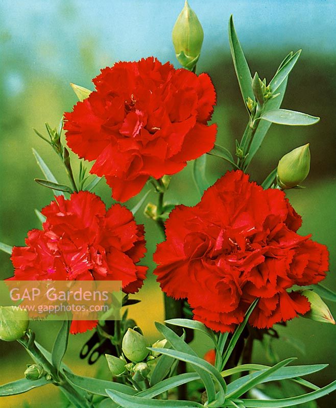 DIANTHUS NICE / RED