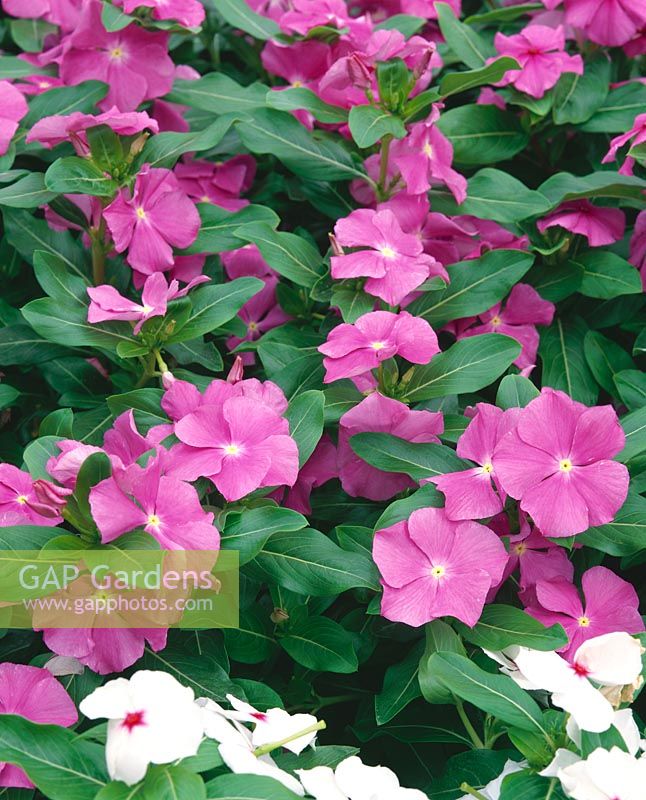 Catharanthus roseus Heat Weave Orchid