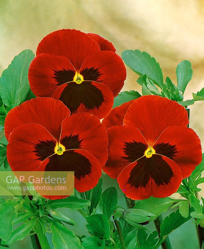 Viola-Wittrockiana-Hybriden Swiss Giant red