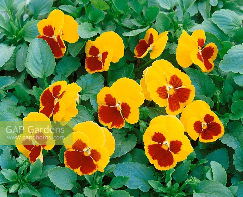 Viola-Wittrockiana-Hybriden yellow with red blotch