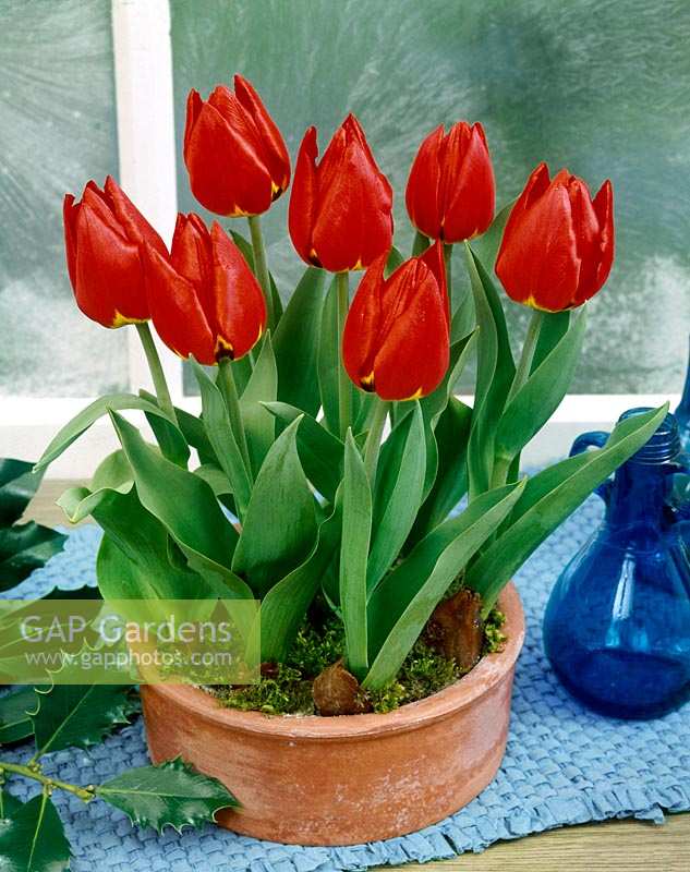 Tulipa Single Early Brillant Star in pot