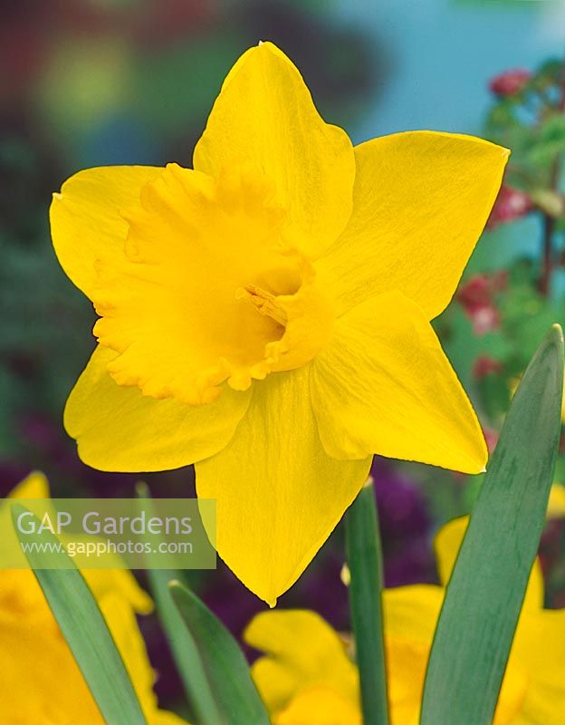 Narcissus Large Cupped Yellow Sun
