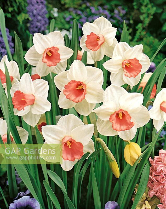 Narcissus Large Cupped Salome