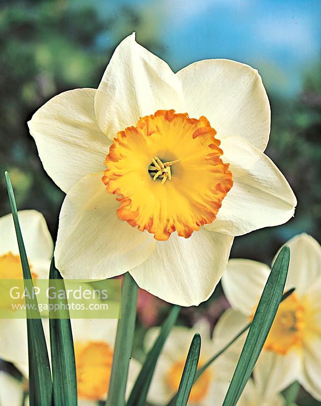 Narcissus Large Cupped Belisana