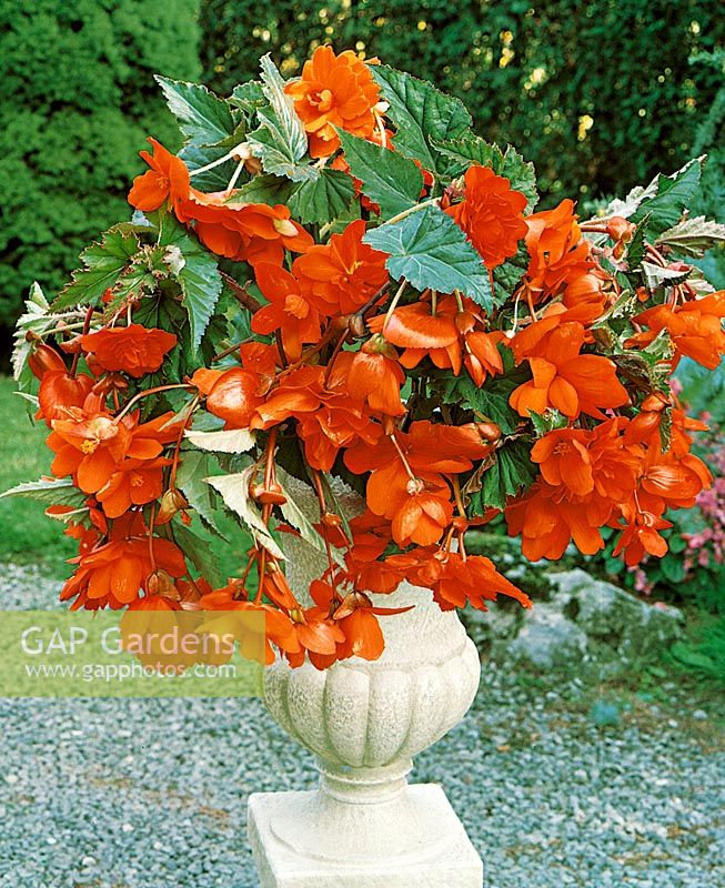 Begonia Pendula Cascade Orange im Topf