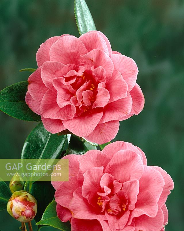Camellia japonica Betty Sheffield Pink