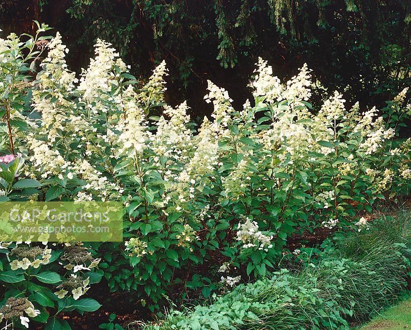 Hydrangea paniculata Kyushu