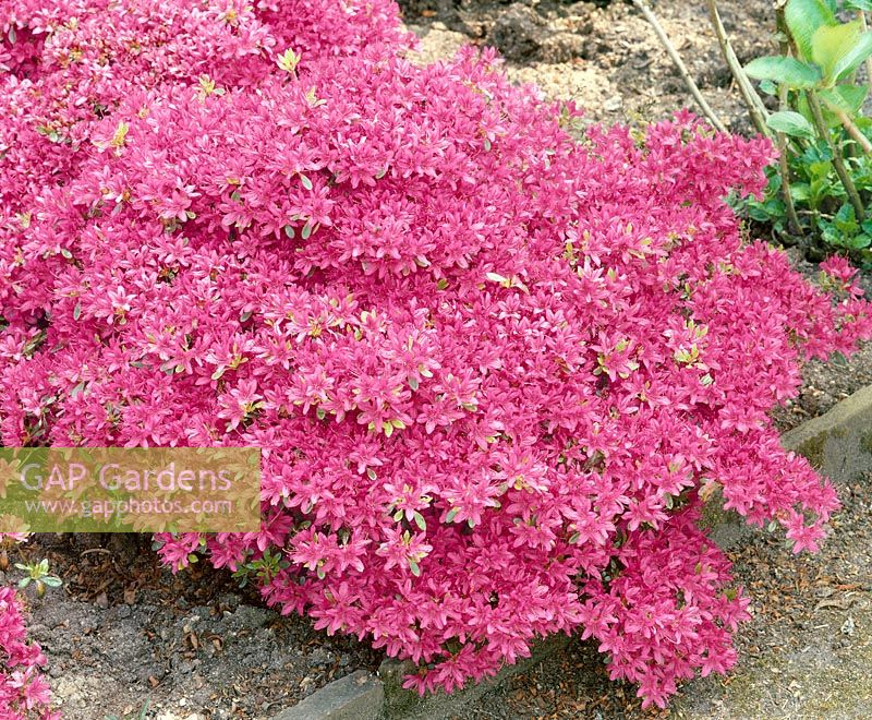 Rhododendron Hatsugiri