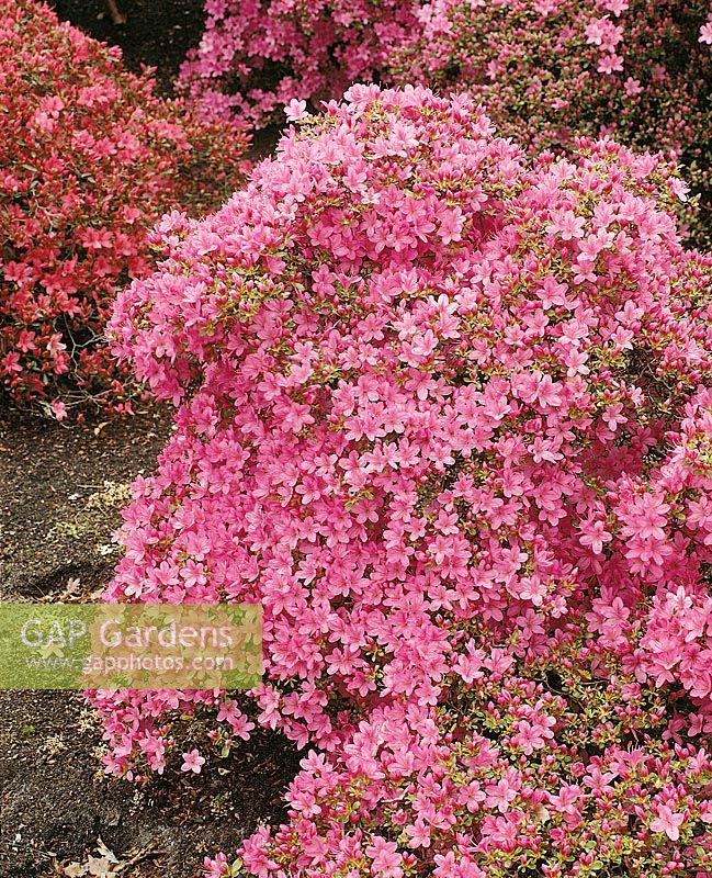 Rhododendron japonicum Hino Mayo