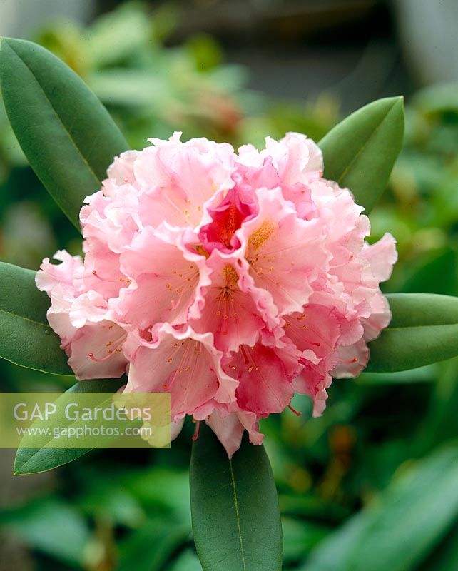 RHODODENDRON PIROUETTE