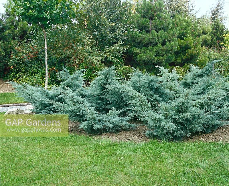 Juniperus x pfitzeriana Glauca