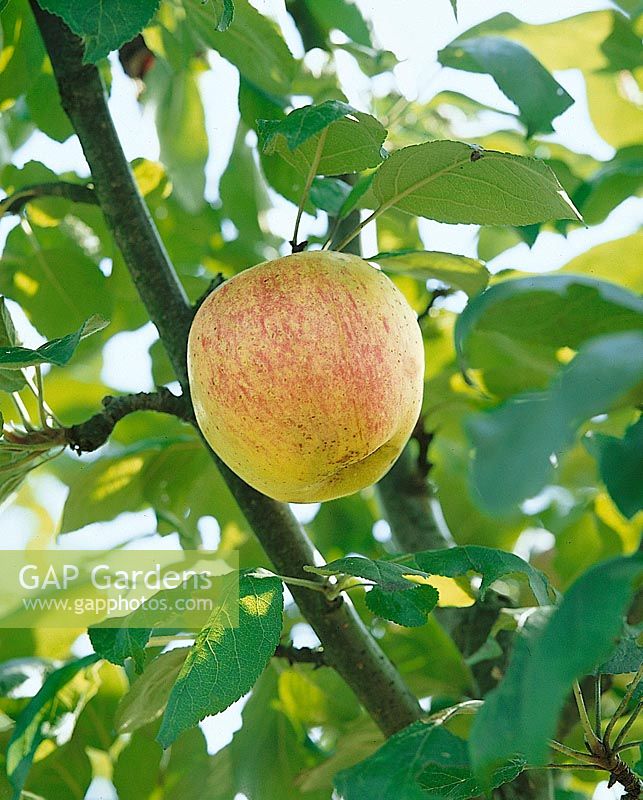 Apfel / Malus domestica Maunzenapfel