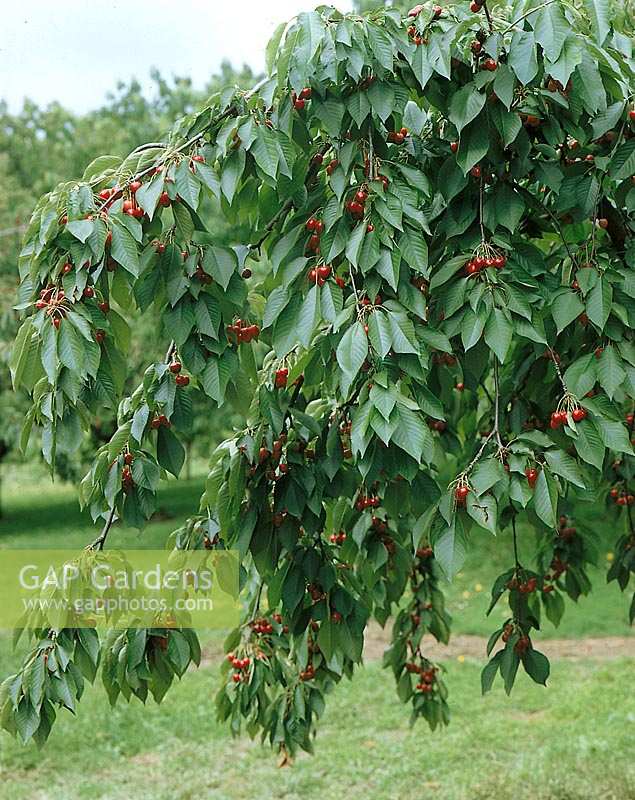 Prunus avium with fruits  / cherry tree