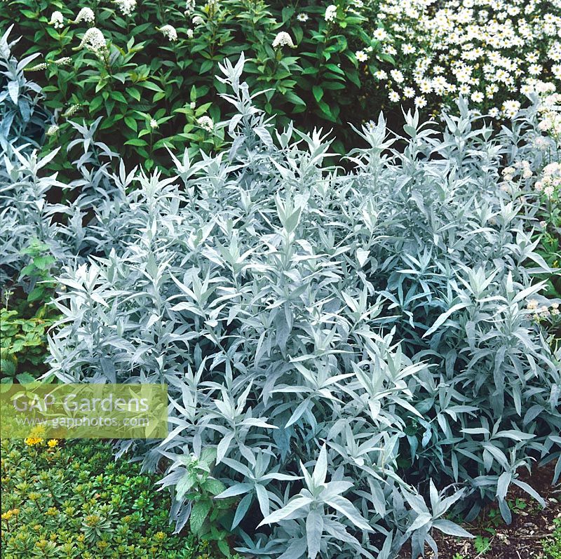 Artemisia Silver Queen