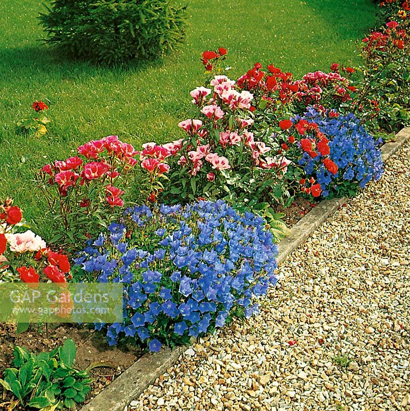 Flower bed with Campanula and Godetia