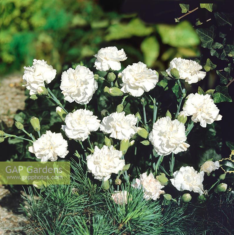 Dianthus White Reserve