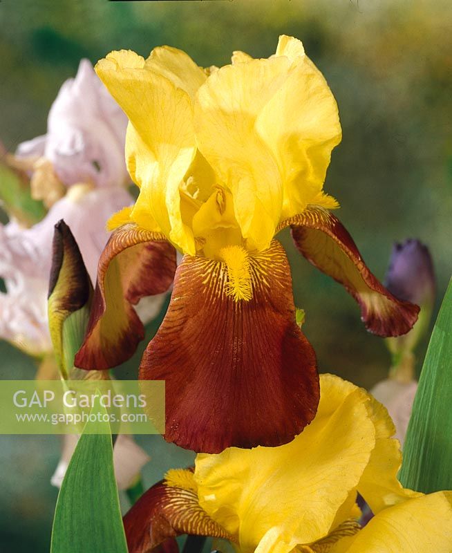 Iris x germanica Accent