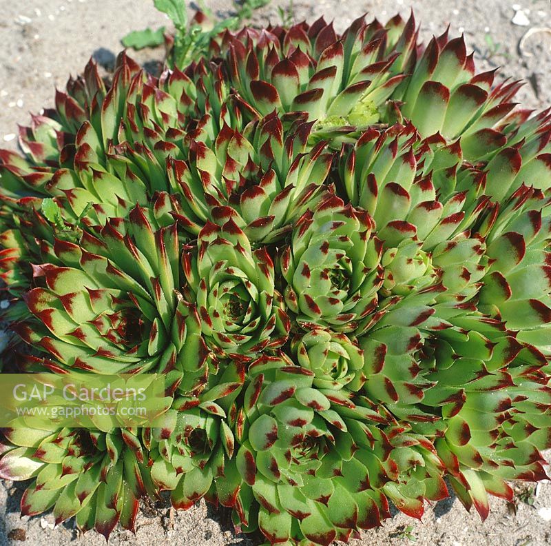 Sempervivum calcareum Bicolor