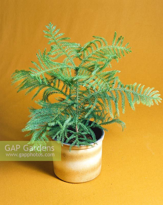 Araucaria heterophylla in pot