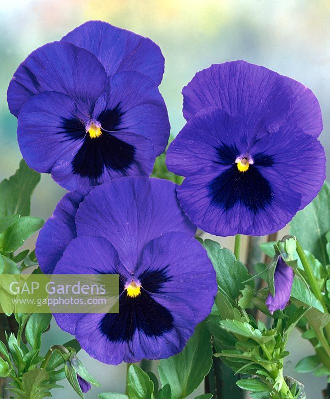 Viola-Wittrockiana-Hybriden blue with blotch
