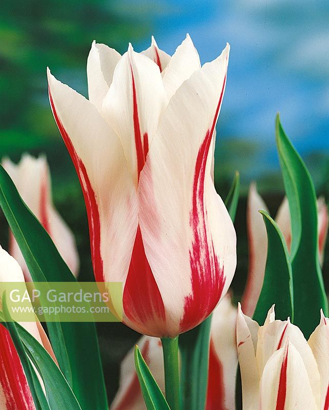Tulipa Lily Flowered Marilyn