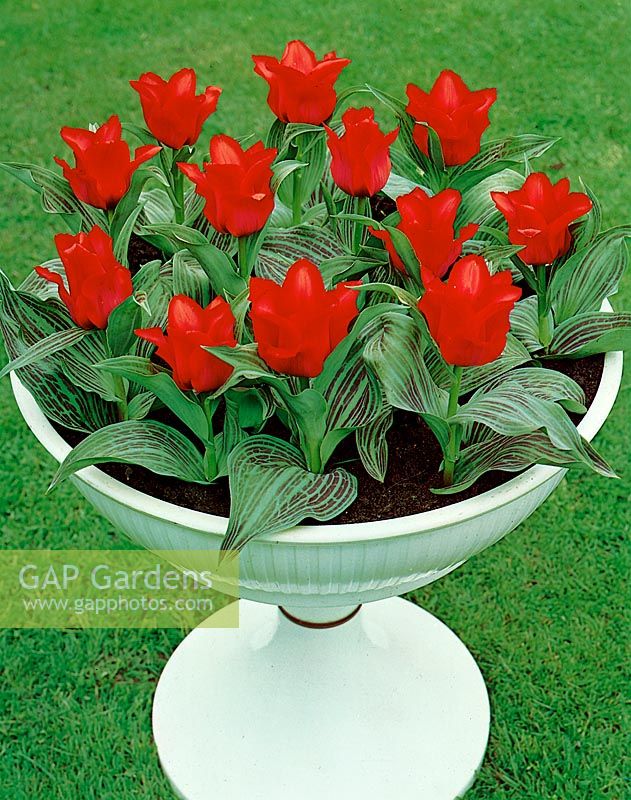 Tulipa greigii Red Riding Hood in pot
