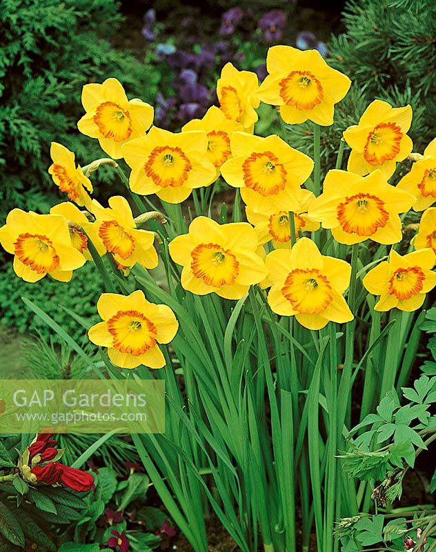 Narcissus Large Cupped Largo