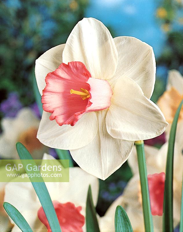 Narcissus Large Cupped Salome
