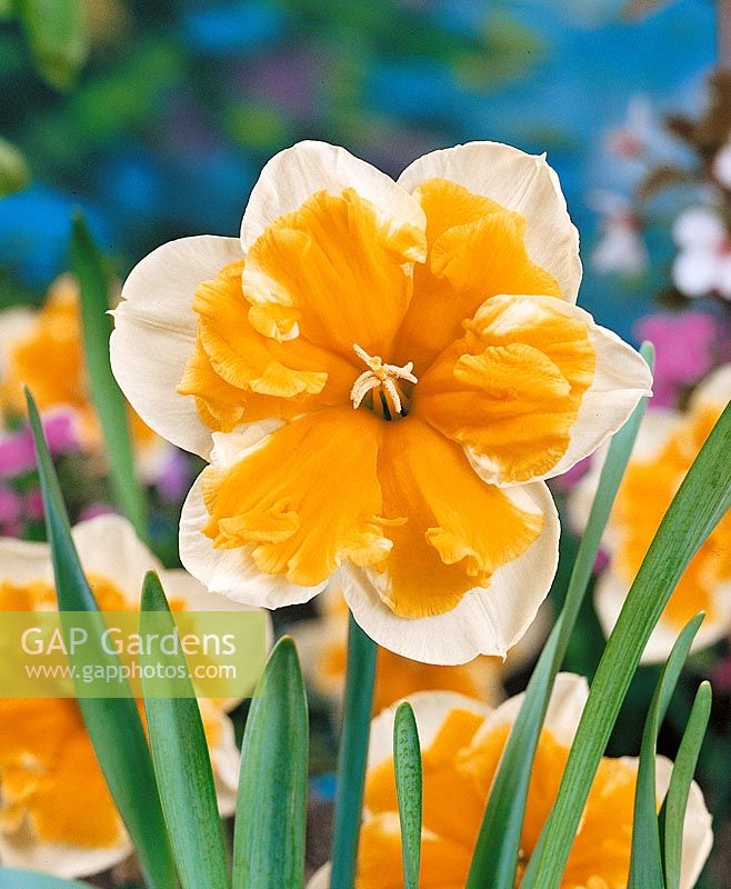 Narcissus Split-Corona Orangery