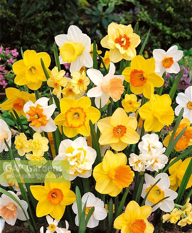 Narcissus mixed Several Varieties
