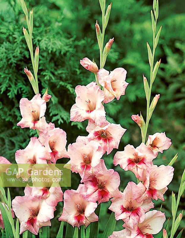 Gladiolus Cambourne