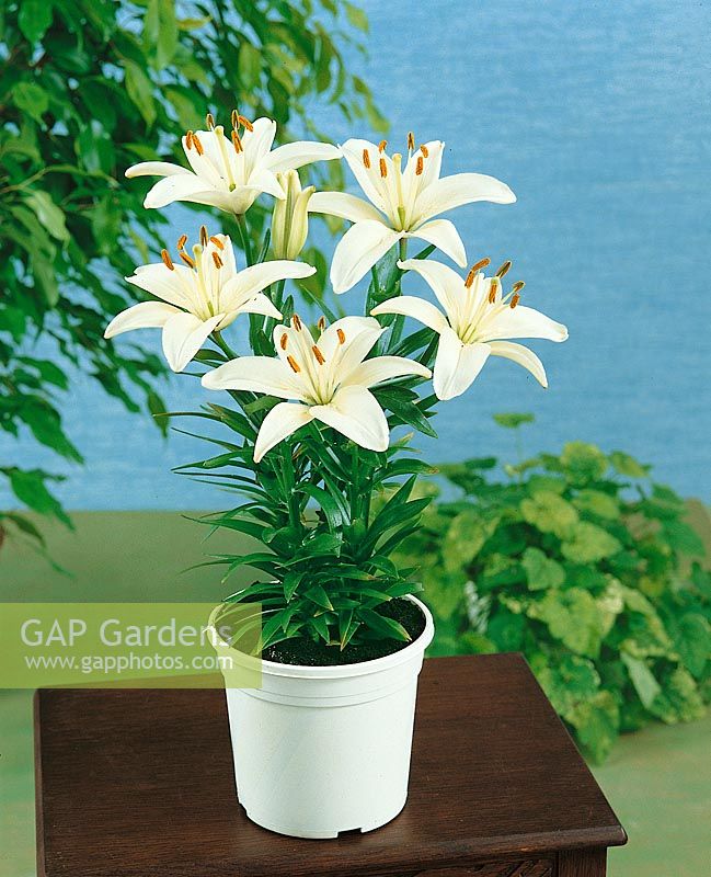 Lilium Asiatic White Pixie in pot