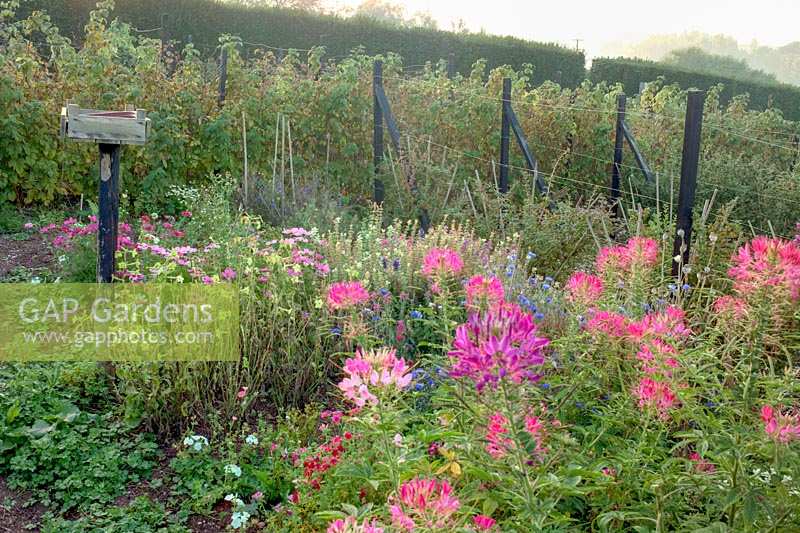 Barleywood Walled Garden, Wrington, Somerset, UK. Late summer in large organic vegetable garden with views across Somerset. The cutting flower area