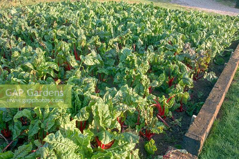Barleywood Walled Garden, Wrington, Somerset, UK. Late summer in large organic vegetable garden with views across Somerset. Ruby Chard in large  patch