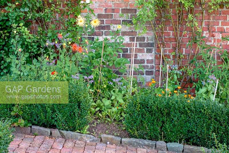 Barleywood Walled Garden, Wrington, Somerset, UK. Dahlias in cutting garden
