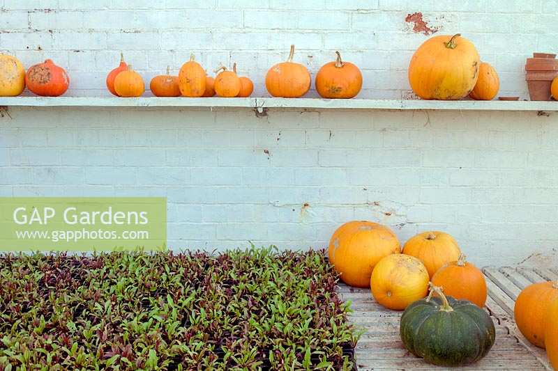 Barleywood Walled Garden, Wrington, Somerset, UK. Pumpkins and gourds in greenhouse area
