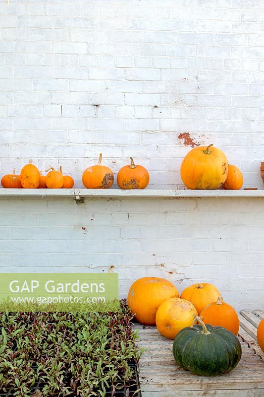 Barleywood Walled Garden, Wrington, Somerset, UK. Pumpkins and gourds in greenhouse area