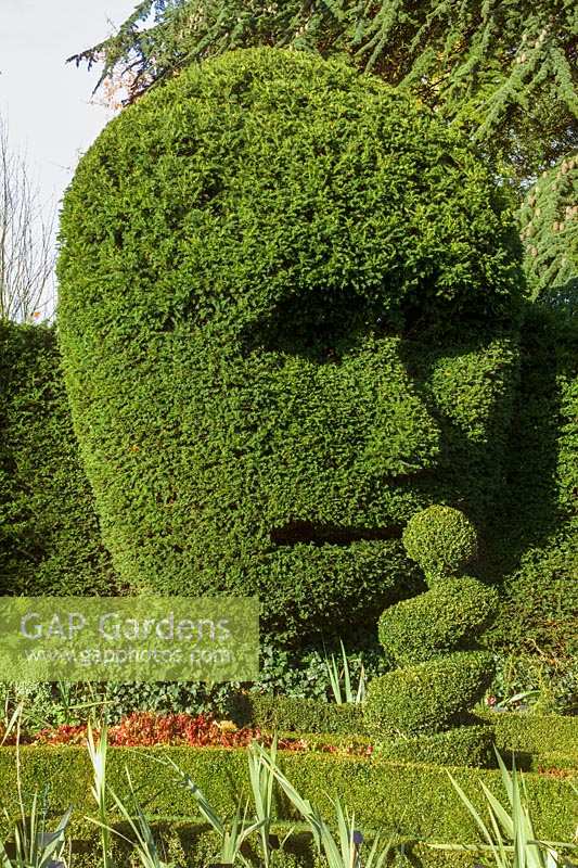 The Abbey House, Malmesbury, Wiltshire, UK ( Pollard ). Autumn in large garden with clipped Yew hedging and topiary 'face'