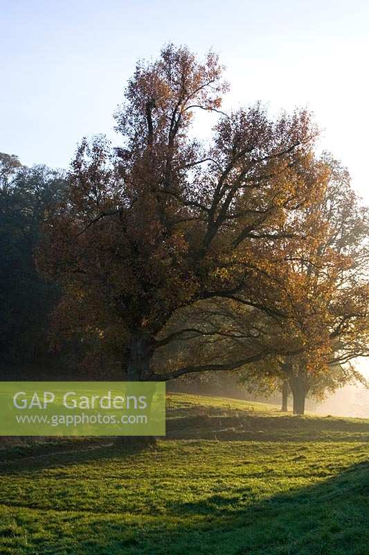 Ashton Court Park, Bristol, UK. Autumnal scene with Oak Tree