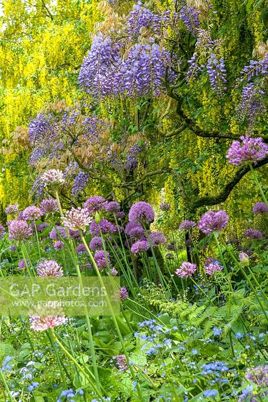 Barnsley House Gardens, Glos., UK. Former garden of Rosemary Verey, Allium 'Purple Sensation'  planted beneath Wisteria