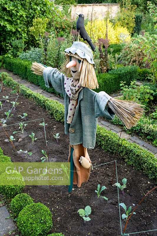 Barnsley House Gardens, Gloucestershire, UK. The potager with scarecrow